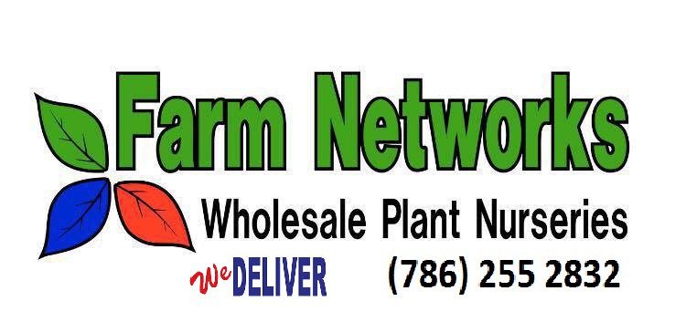 15-Gallon-Clusia-Wholesale Hedge Plants